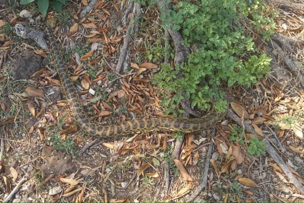 Corrientes: Apareció una yarará en el Parque Mitre