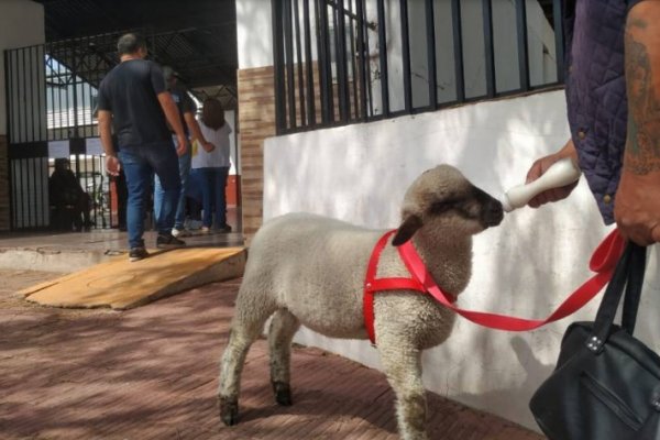 Bebo no quedó afuera de las PASO