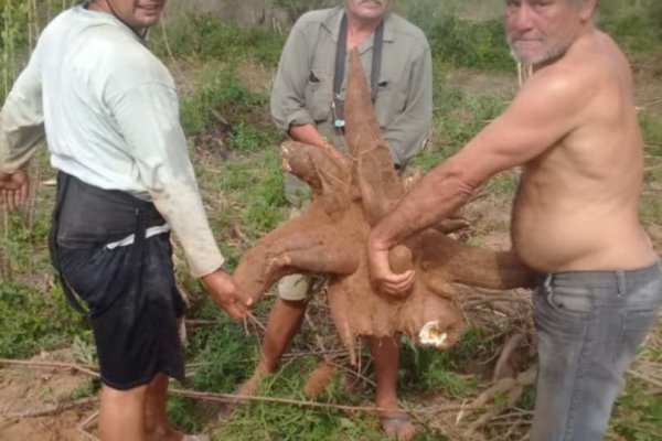 Cosecharon una mandioca de más 35 kilos en Corrientes