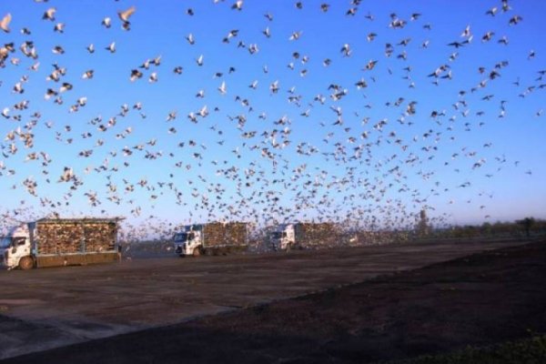 Soltaron más de veinte mil palomas en el Aeropuerto de Curuzú Cuatiá