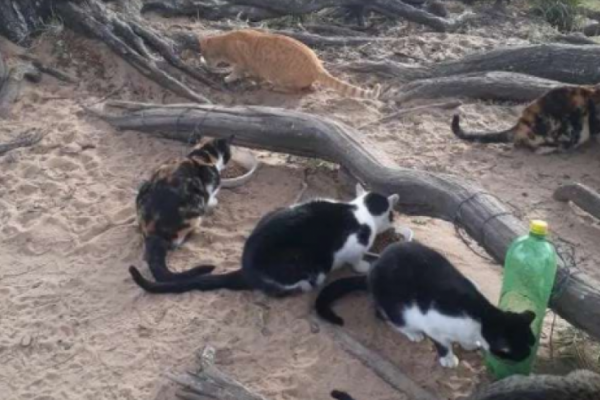 Denuncian desaparición de 15 gatos tras obras en la Costanera de Corrientes