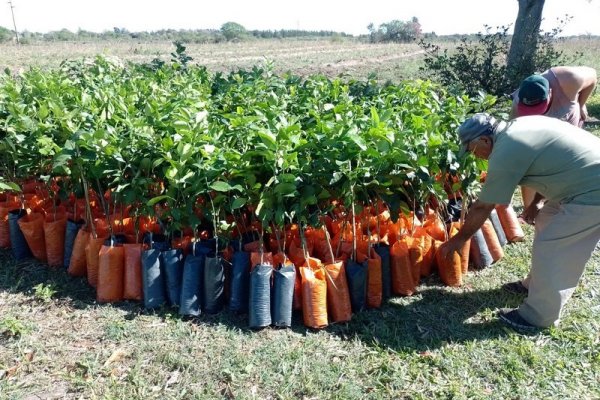 Plan Limón: Nueva descarga de plantas en El Sombrero para sumar 9 hectáreas más al programa