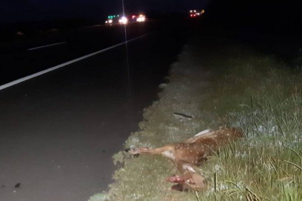 Atropellaron y mataron a un animal en peligro de extinción