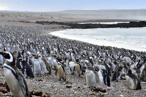 Con la llegada de los primeros pingüinos, se abrió al turismo la reserva de Punta Tombo