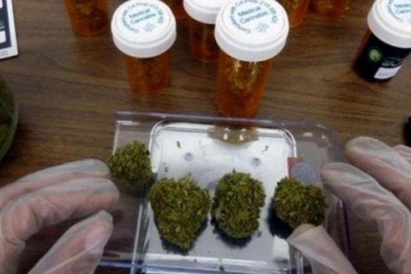 Absuelven a un productor de cannabis medicinal y afirman que 