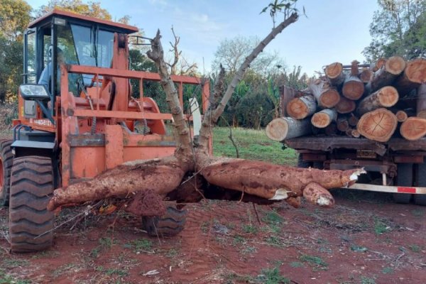 En Misiones cosecharon una mandioca que pesa 65 kilos