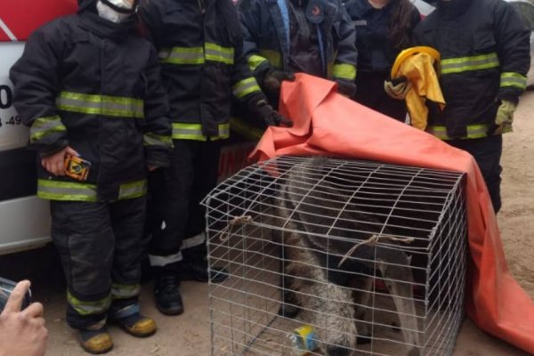 Rescataron un oso hormiguero gigante que estaba en cautiverio