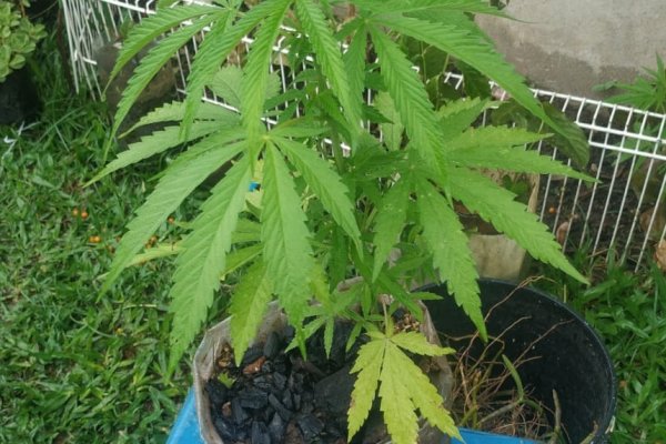 Tras allanamiento la Policía incauto varios plantines de marihuana