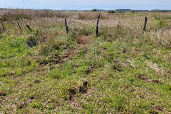 Corrientes: Robaron 140 vacunos a dos productores