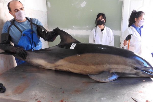 Aparecieron muertos 16 delfines en la costa de San Antonio Oeste