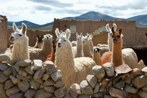 Coronavirus: avanza un tratamiento a base de anticuerpos de llamas