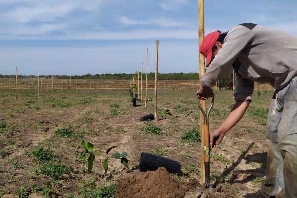 Con la descarga de 700 plantines, instalaron la primera quinta en Santa Ana