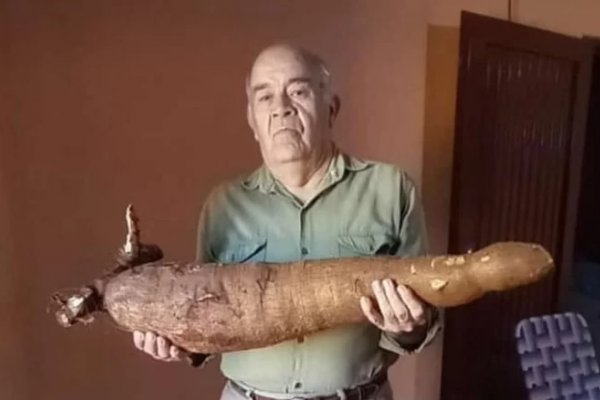 Un matrimonio cosechó de su huerta una mandioca de casi 10 kilos