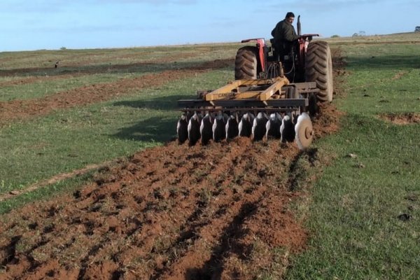 Plan Palta: comenzó la preparación de suelo para las primeras hectáreas de plantación