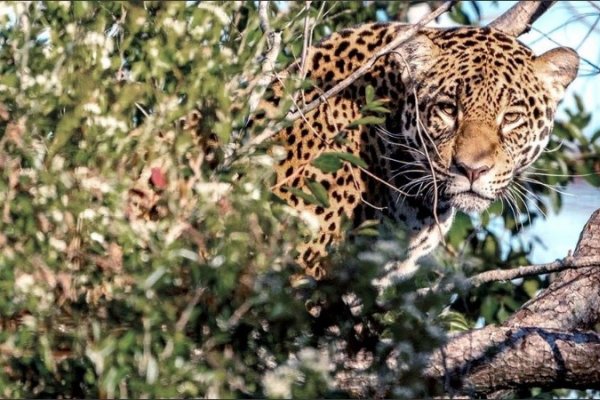 Liberaron en los Esteros del Iberá a una yaguareté nacida en cautiverio