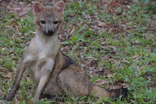 Con participación ciudadana darán valor a especies centinelas que detectan brotes de enfermedades