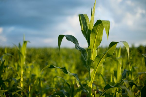 Se vienen más tormentas al área agrícola y podrían dejar acumulados de 30 a 50 milímetros