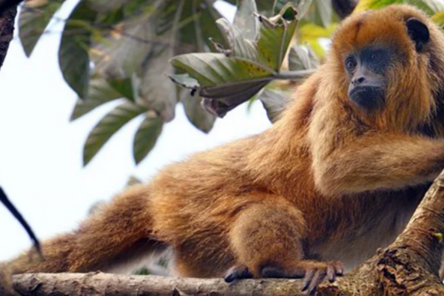 Buscan localizar monos carayá para instalar puentes pasafaunasy preservar su conservación