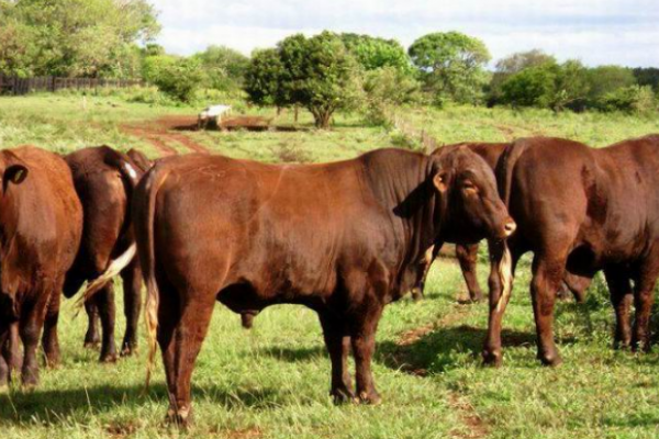 Refuerzan el control de la brucelosis en rodeos de agricultores familiares