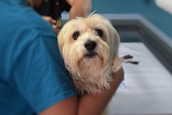 Veterinarios advirtieron sobre la baja vacunación de animales domésticos