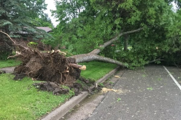 Cayó un árbol y generó serios problemas