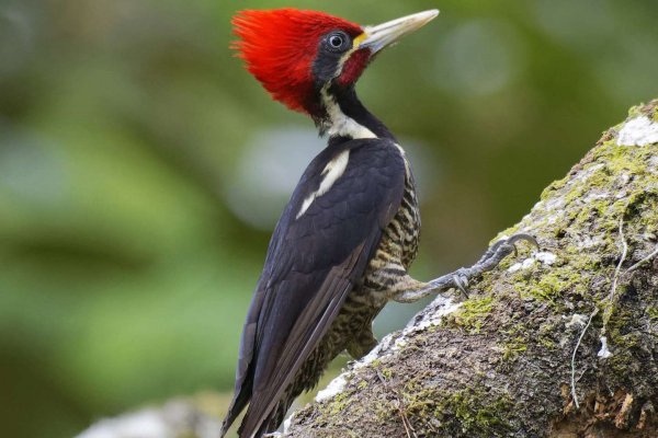 Declararon extinto al pájaro carpintero real y a otras 22 especies