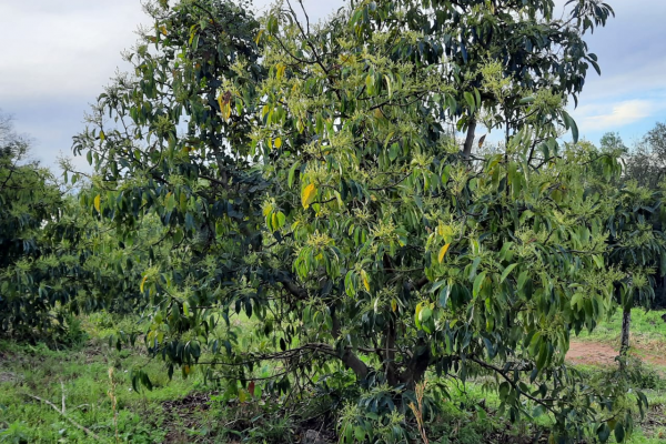 Palta: Estudian ejemplares silvestres para producir plantas adaptadas a la zona