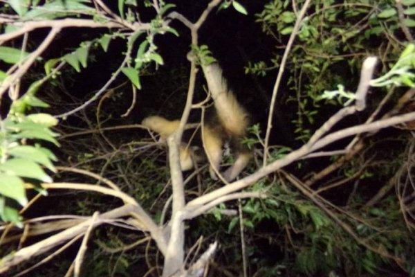 Itatí: Apareció un oso melero en el patio de una vivienda