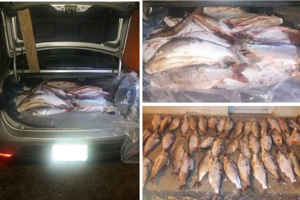 Demoran a dos hombres y secuestran gran cantidad de pescados