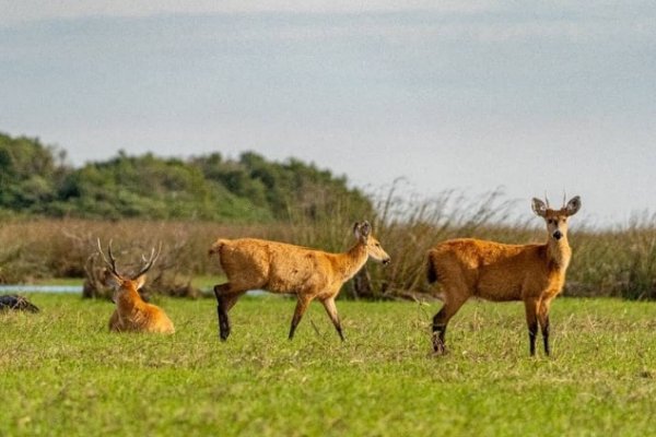 El Parque Nacional Iberá estrenó Intendencia en Mercedes