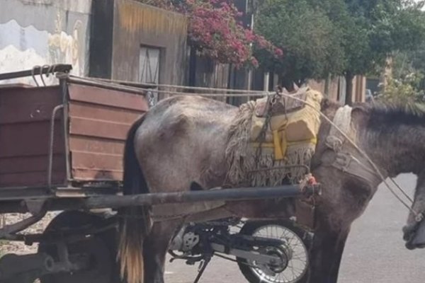 Con una gran feria, recaudarán fondos para asistir a los caballos rescatados