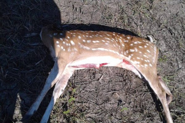 Una reciente condena por caza furtiva en Curuzú Cuatiá es única y ejemplar en el país