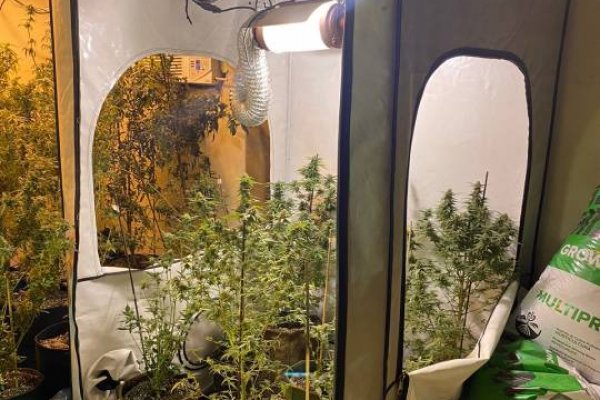 Corrientes: Hallaron un invernadero de marihuana en el barrio Pirayuí