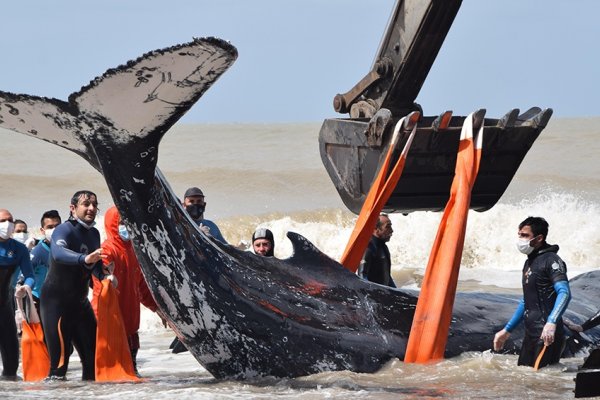 Regresaron al mar a dos ballenas varadas en la costa bonaerense