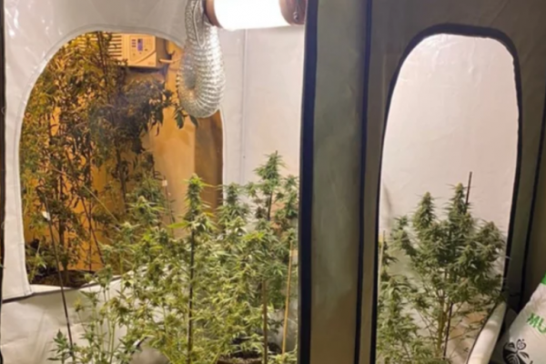 Corrientes: Investigan a un policía por laboratorio y cultivo de plantas de marihuana