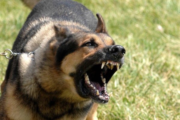 Goya: Piden detención de un hombre cuyo perro mordió a una persona