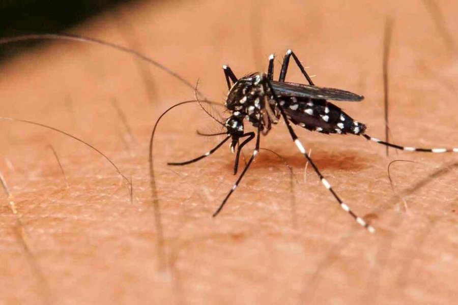 Especialistas aseguran haber encontrado un tratamiento para combatir el dengue