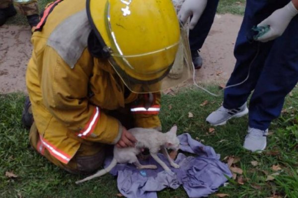 Felino fue rescatado en un incendio