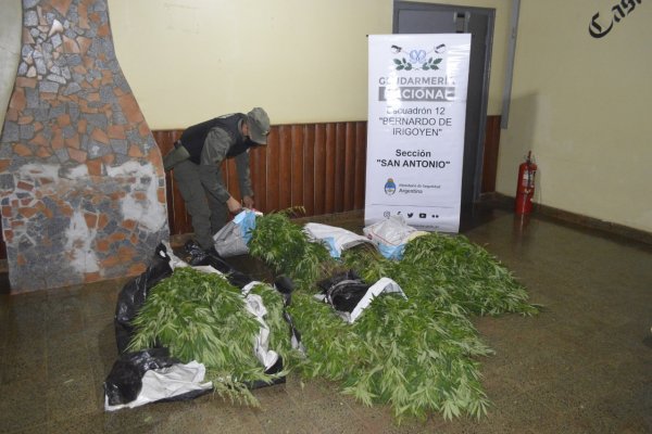 Narcotráfico: Incautan en Misiones 1.200 plantas de marihuana
