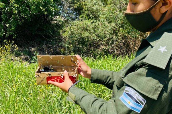 Transportaban aves autóctonas desde Corrientes y fueron detenidos