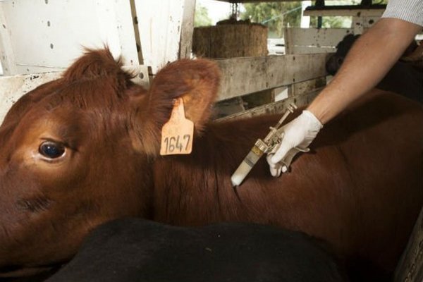 Comenzará la vacunación contra la aftosa en Corrientes