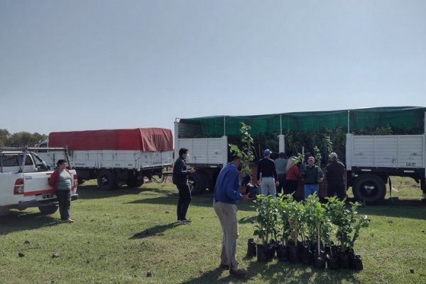 El Plan Limón echa raíces en Mburucuyá con 4.186 plantas