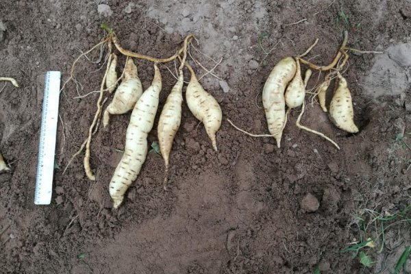 Mejoran rendimiento en cultivos de batata con manejo tecnificado