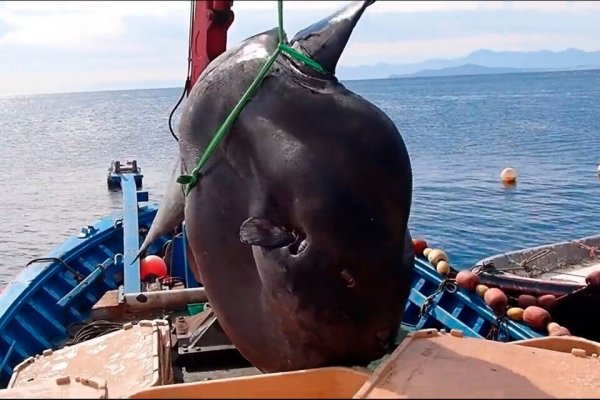 El descomunal pez luna que quedó atrapado en las redes en España y fue liberado por pescadores
