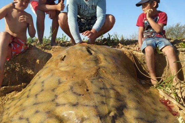 Pescan y devuelven una raya gigante en el río Paraná