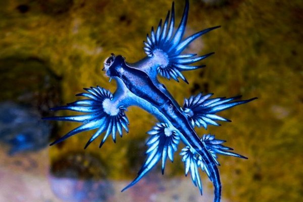 Dragones azules: encontraron más ejemplares de estos increíbles animales