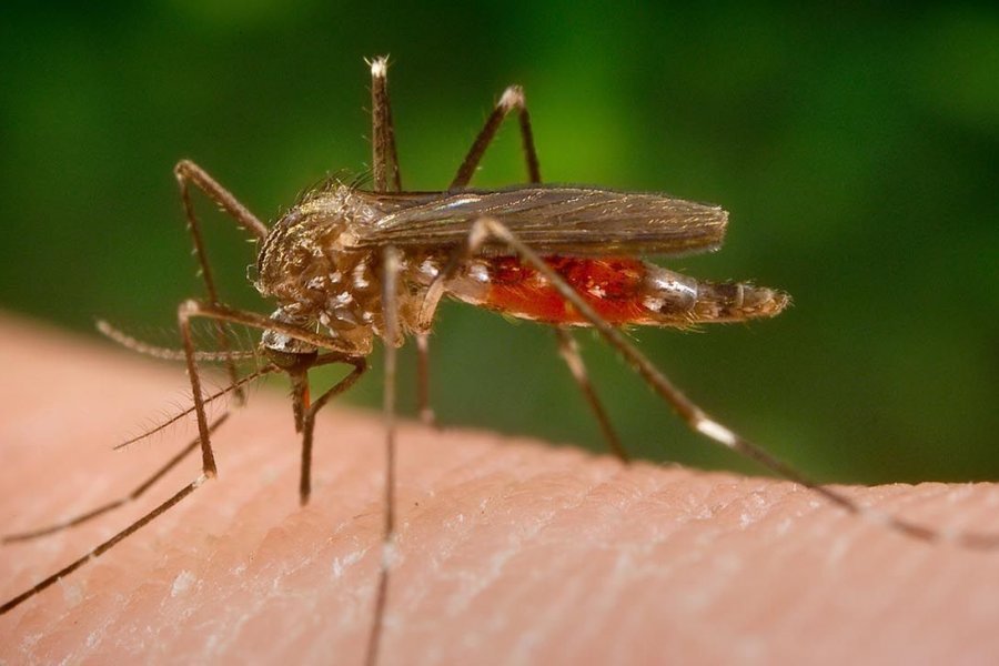 La ANMAT analizará una vacuna contra el dengue que tiene buenos resultados