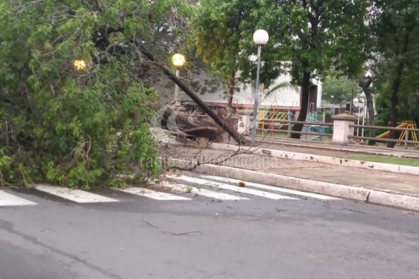 El temporal provocó caída de árboles en la Ciudad