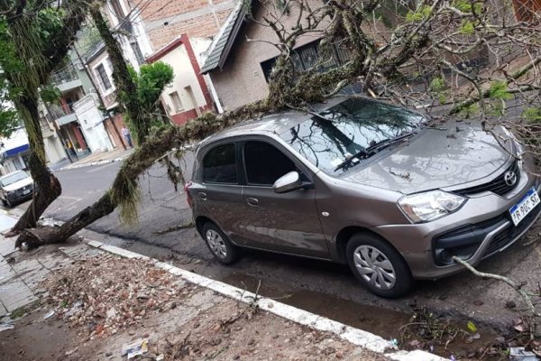Un árbol cayó sobre un auto en el barrio Cambá Cuá