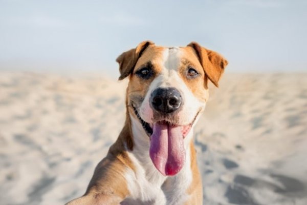 Corrientes: La playa Islas Malvinas II es la elegida para ir con mascotas